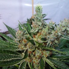 G13 Haze Silver regular (Errors Seeds)