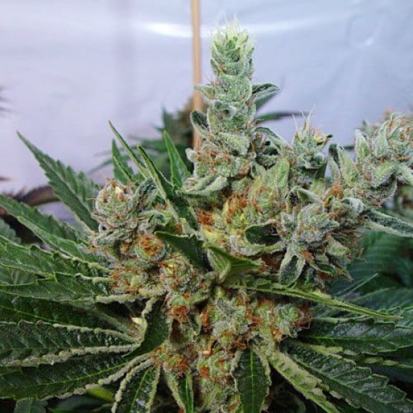 Насіння марихуани G13 Haze Silver reg. Errors Seeds