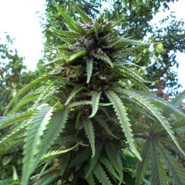Семена марихуаны Jamaica Blueberry Silver reg. Errors Seeds