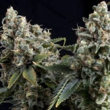 Errors-Seeds Tutankhamon Regular Україна