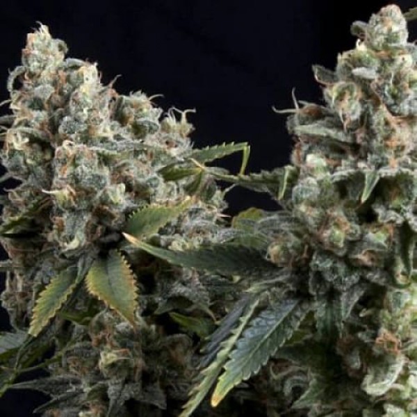 Насіння коноплі Errors-Seeds Tutankhamon Regular Україна