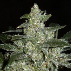 White Willow Silver regular (Errors Seeds)
