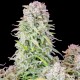 Насіння марихуани Afghan Kush autofem. Fast Buds