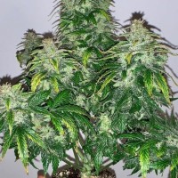 CBD 20:1 auto feminised (Fast Buds)