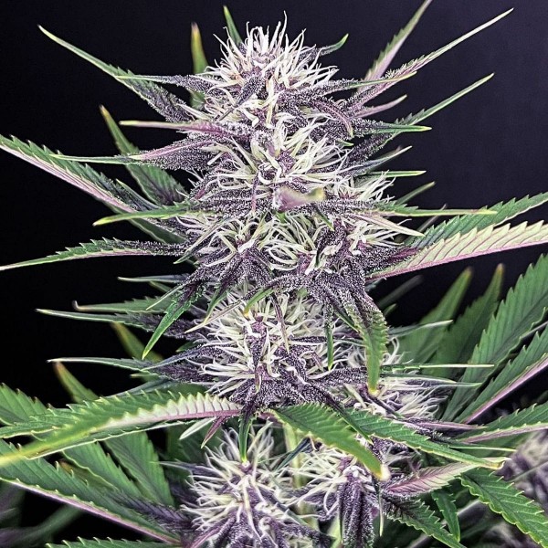 Семена марихуаны Banana Purple Punch autofem. Fast Buds