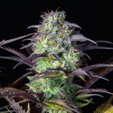 Blueberry auto feminised (Fast Buds)