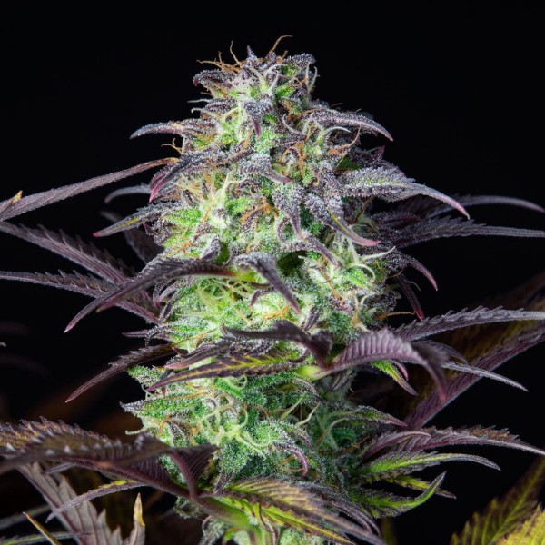 Семена марихуаны Blueberry autofem. Fast Buds