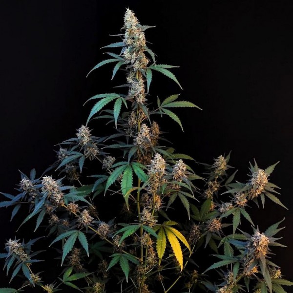 Семена марихуаны BubbleGum autofem. Fast Buds