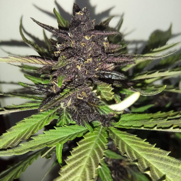 Насіння марихуани C4 autofem. Fast Buds