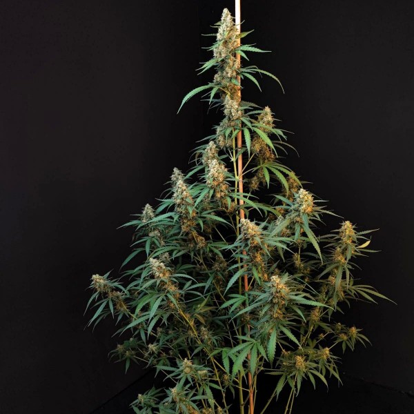 Семена марихуаны Cheese autofem. Fast Buds