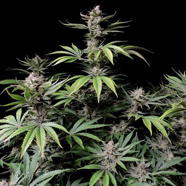 Насіння марихуани Cherry Cola autofem. Fast Buds