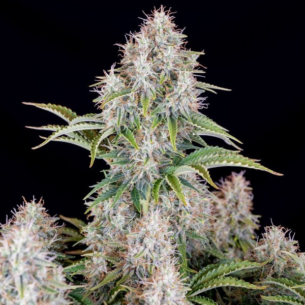 Семена марихуаны Cinderella autofem. Fast Buds