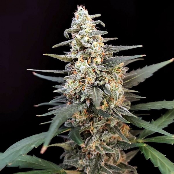 Насіння марихуани Critical autofem. Fast Buds