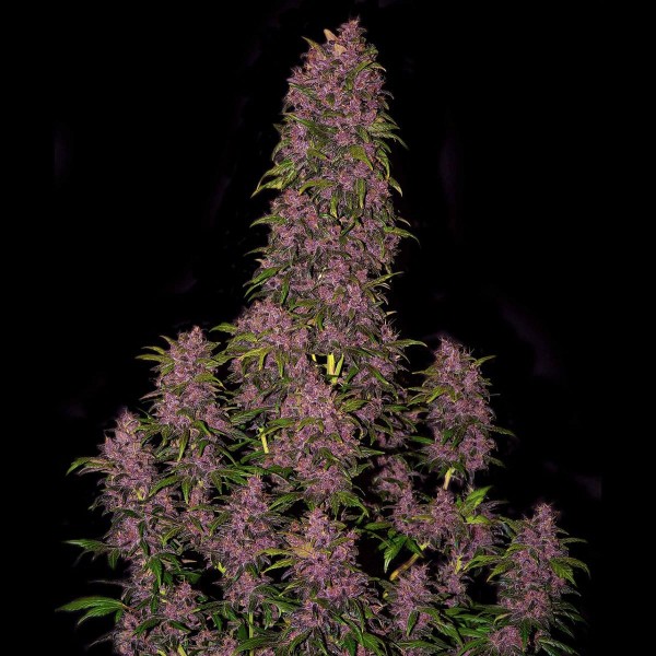 Насіння марихуани Crystal Meth autofem. Fast Buds