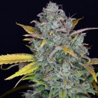 Gelato auto feminised (Fast Buds)