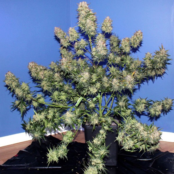 Семена марихуаны Girl Scout Cookies autofem. Fast Buds