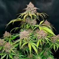 Gorilla Punch auto feminised (Fast Buds)