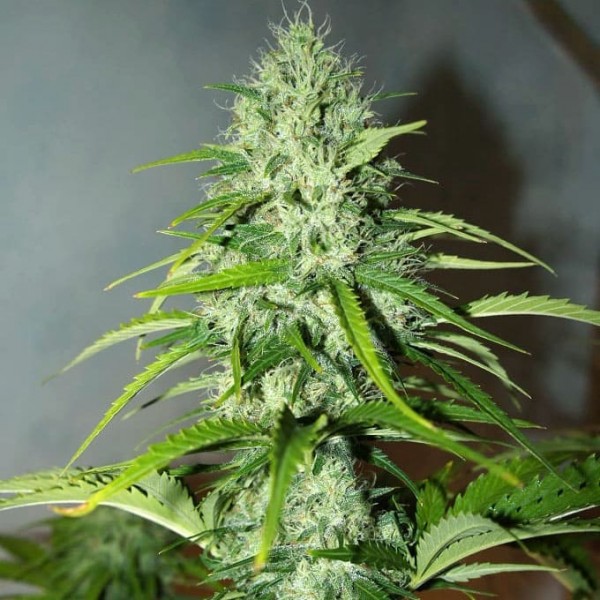 Насіння марихуани Grapefruit autofem. Fast Buds