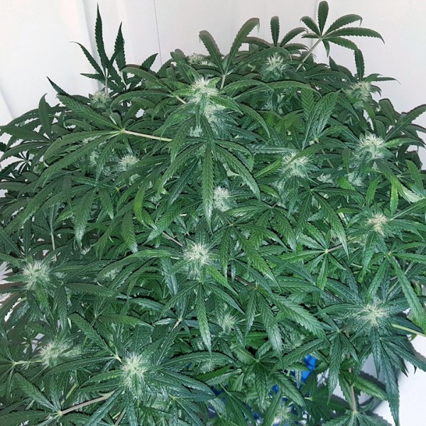 Насіння марихуани Green Crack autofem. Fast Buds