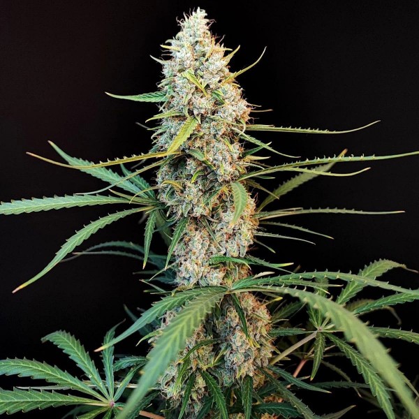 Насіння марихуани Jack Herer autofem. Fast Buds