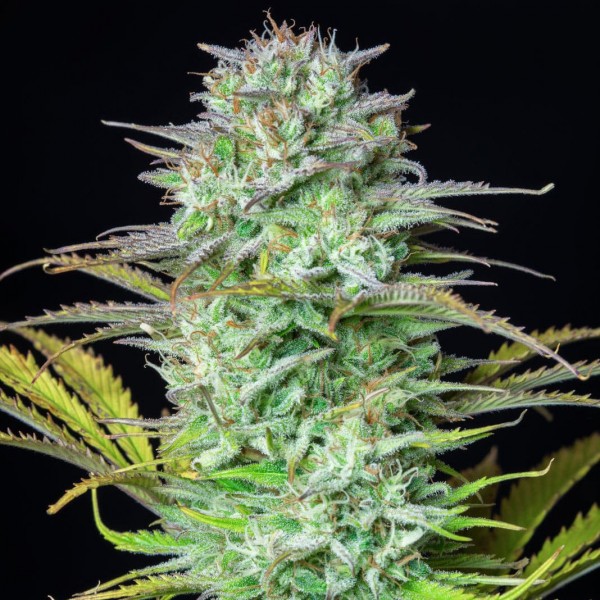 Насіння марихуани Kosher Cake autofem. Fast Buds