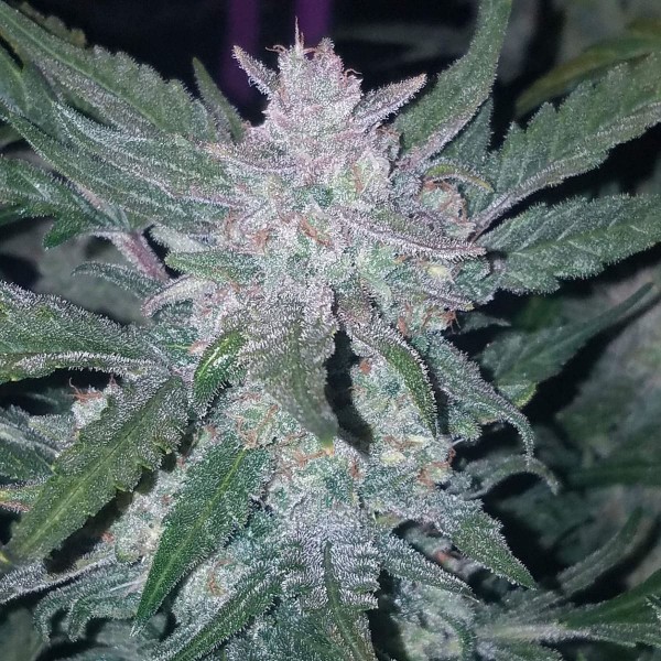 Насіння марихуани Mexican Airlines autofem. Fast Buds