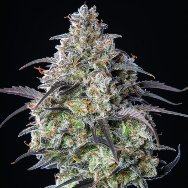 Насіння марихуани Mimosa Cake autofem. Fast Buds