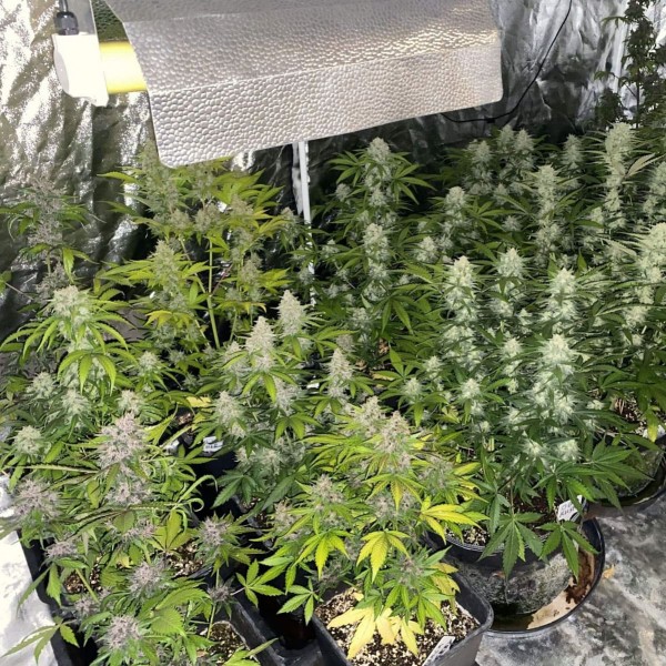 Семена марихуаны Mix Pack autofem. Fast Buds