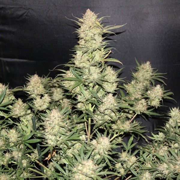 Семена марихуаны OG Kush autofem. Fast Buds