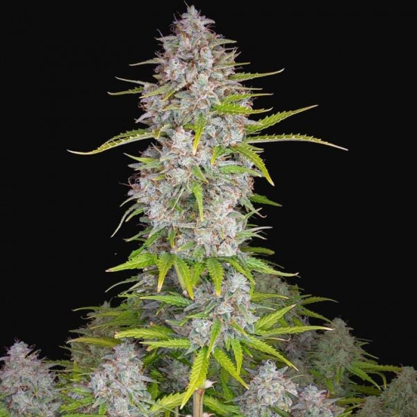 Насіння марихуани Orange Sherbet autofem. Fast Buds