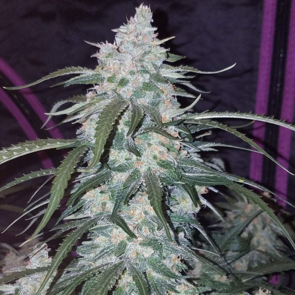 Семена марихуаны Pineapple Express autofem. Fast Buds