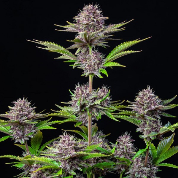 Семена марихуаны Purple Punch autofem. Fast Buds