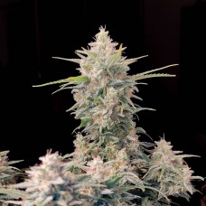Skunk auto feminised (Fast Buds)