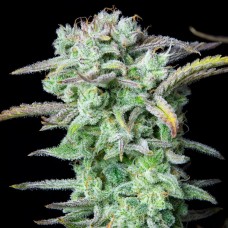 Strawberry Banana auto feminised (Fast Buds)