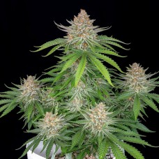 Strawberry Pie auto feminised (Fast Buds)