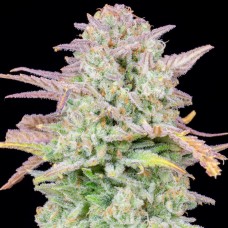 Trainwreck auto feminised (Fast Buds)