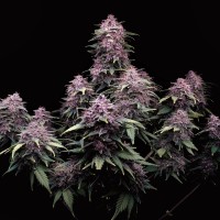 Tropicana Cookies auto feminised (Fast Buds)