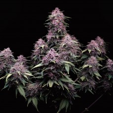 Tropicana Cookies auto feminised (Fast Buds)