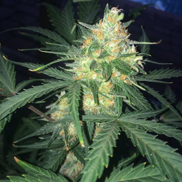 Насіння марихуани West Coast O.G. autofem. Fast Buds