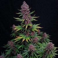 Ztrawberriez auto feminised (Fast Buds)