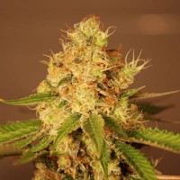 Diesel auto feminised (G13 Labs)