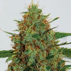 C99 feminised (G13 Labs)