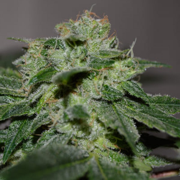 Семена марихуаны Chocolate Heaven fem. G13 Labs