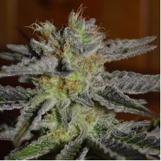 Double Black feminised (G13 Labs)