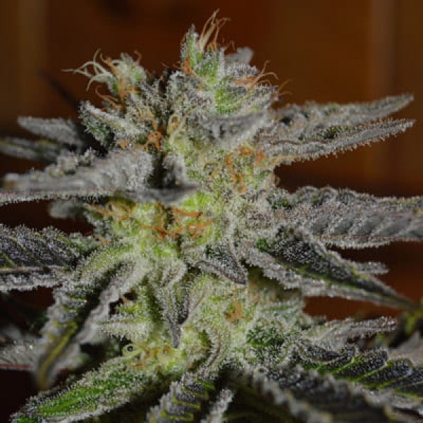 Семена марихуаны Double Black fem. G13 Labs