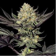 Face Mask feminised (G13 Labs)