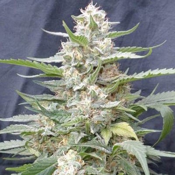Семена марихуаны Lemon Amber Kush fem. G13 Labs