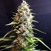 Maltezerz feminised (G13 Labs)