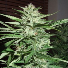 Pineapple Express feminised (G13 Labs)