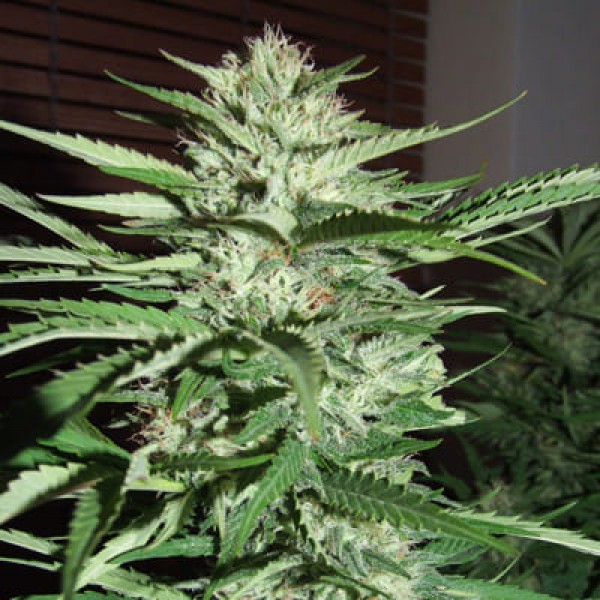 Семена марихуаны Pineapple Express fem. G13 Labs